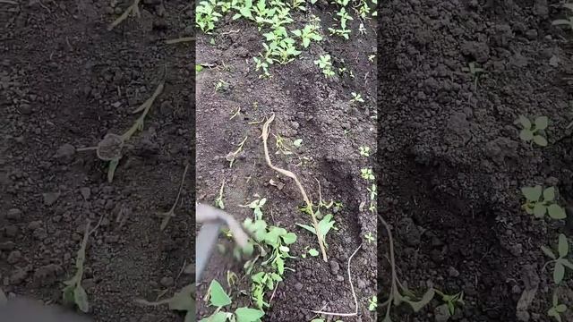 Жалею, что раньше так не полола, 15 минут и сорняков на участке больше нет смотреть онлайн