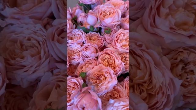 Розовое настроение ☺️#цветы #розы #приятности #позитив #красиво #красота #люблюцветы смотреть онлайн