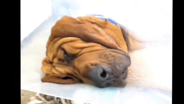 Прикол! Собаки спят! Ржака! смотреть онлайн