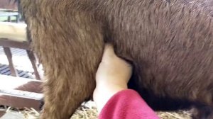 Дойка первокотки// Антибрык для коз// Коза не даёт доить и не стоит на доильном столе