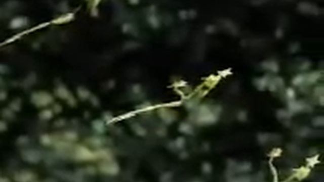 летающие лягушки.wmv смотреть онлайн