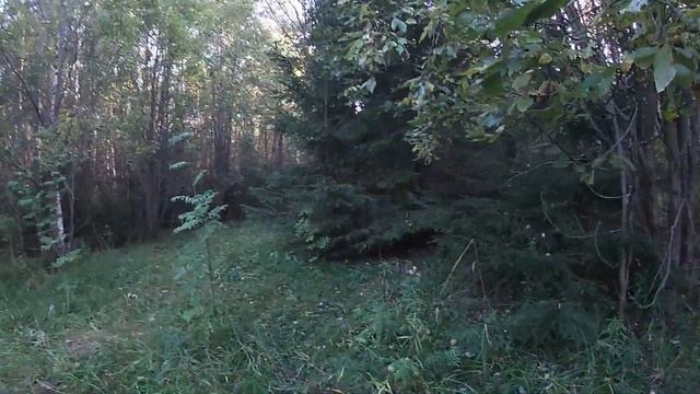 Тихая охота в конце августа. Сын снова насобирал больше всех! смотреть онлайн