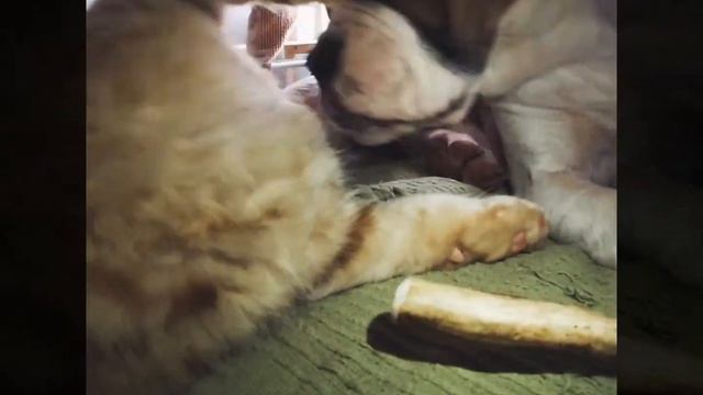 Американский бульдог Юта и метис Мейн куна Локи смотреть онлайн