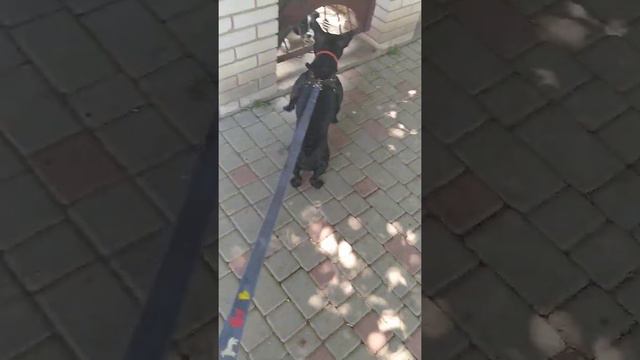 Французский бульдог Юта любительница лаять на других собак. смотреть онлайн