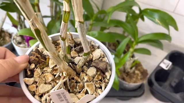 Коллекция ДЕНДРОБИУМОВ спустя ГОД❗️Уход полив расположение смотреть онлайн