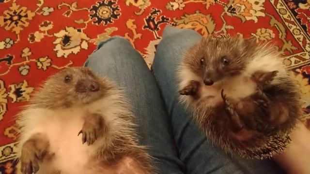 Сонечка и Фенечка... ругаются) смотреть онлайн