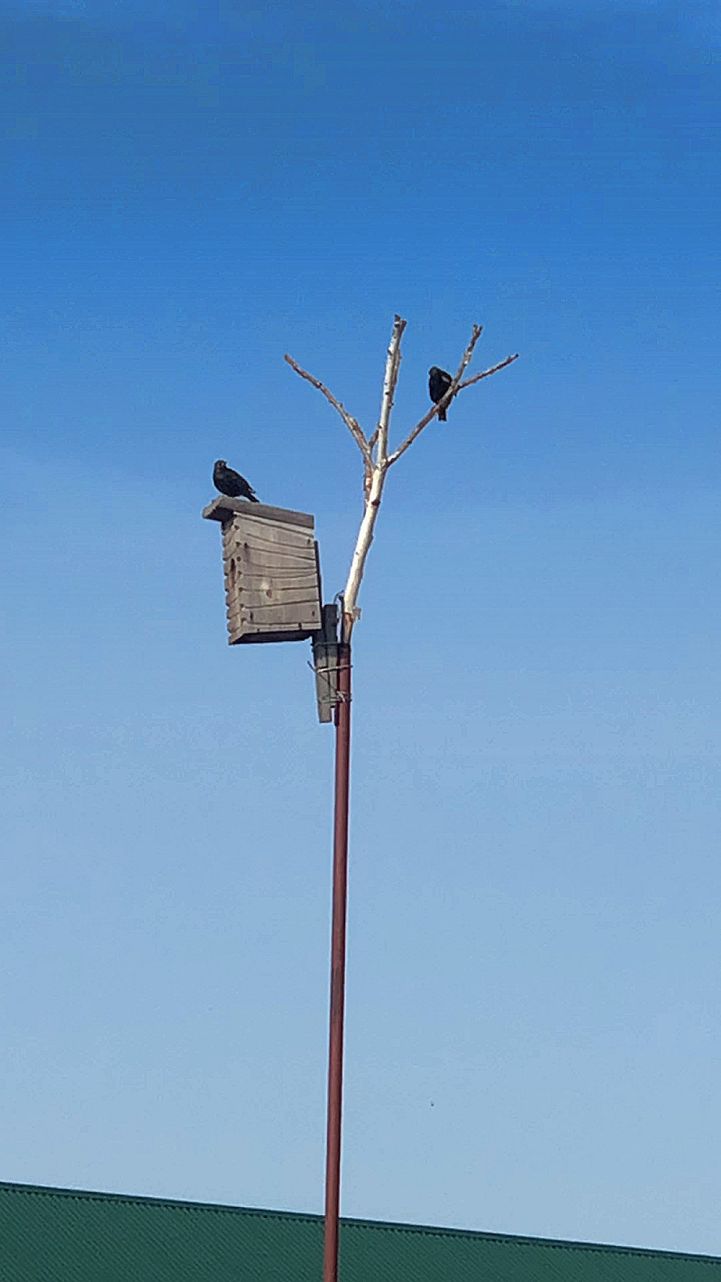 Удивительное пение СКВОРЦОВ. Наши СКВОРЦЫ вернулись!