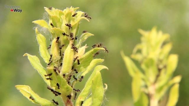 МУРАВЬИ АЖ ШИПЯТ! Самое Простое Средство От Муравьев, Их Не Будет Через 5 Минут! смотреть онлайн