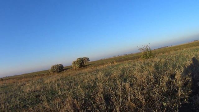 много уток.MP4 смотреть онлайн