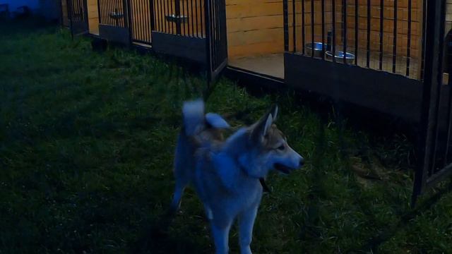 Пока лайкам стынет каша