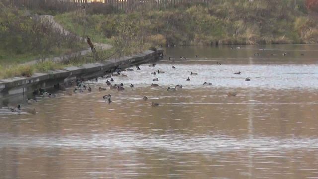 Panasonic HC-V520. Съёмка днём на улице. смотреть онлайн