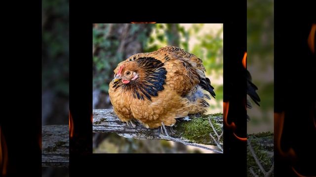 Курица общается с яйцами. Павианы чувствуют сленг смотреть онлайн