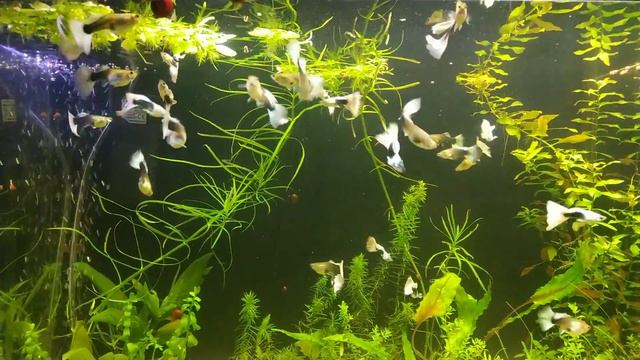 Гуппи "Белый принц"(Guppy White Prince) Poecilia reticulata смотреть онлайн