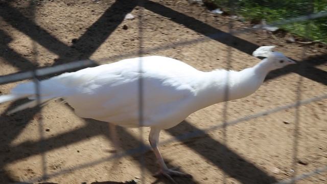 крик Павлина