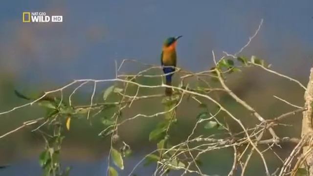 Загадки Великого Нила Исследования Учёных животных Тайны сердца Африки. смотреть онлайн