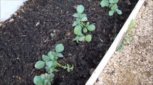 Как высадила рассаду картофеля.