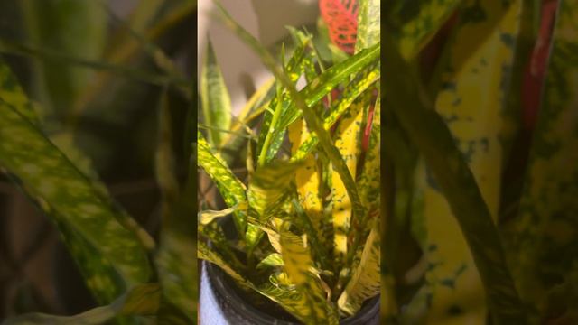 How to take care of Gold Star Croton Indoors❤️🪴❤️ смотреть онлайн