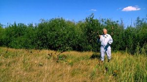 Как оформить землю для пасеки