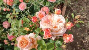 Роза Андре Тюрка в Подмосковье