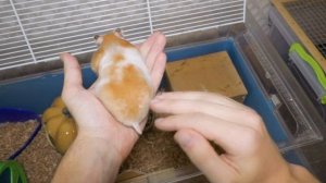 Сирийский хомяк или джунгарский – какой лучше? Какого хомяка выбрать