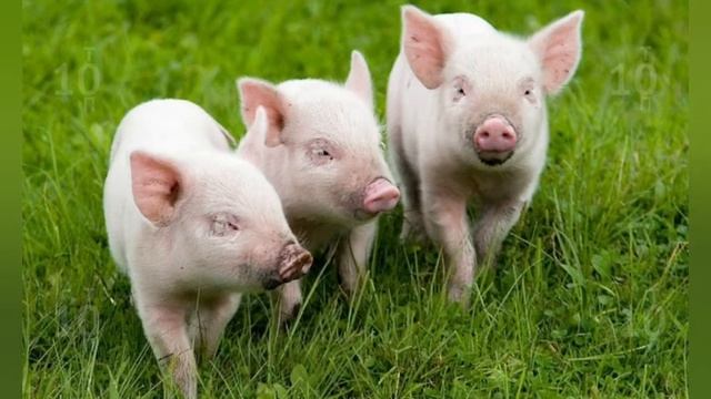 Занятие с детьми "Знакомство с домашними животными" смотреть онлайн