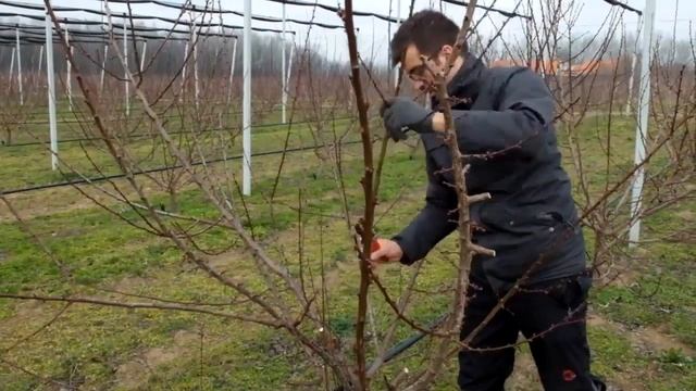 Обрезка абрикоса (формировка Чаша, Ваза). Венгрия смотреть онлайн