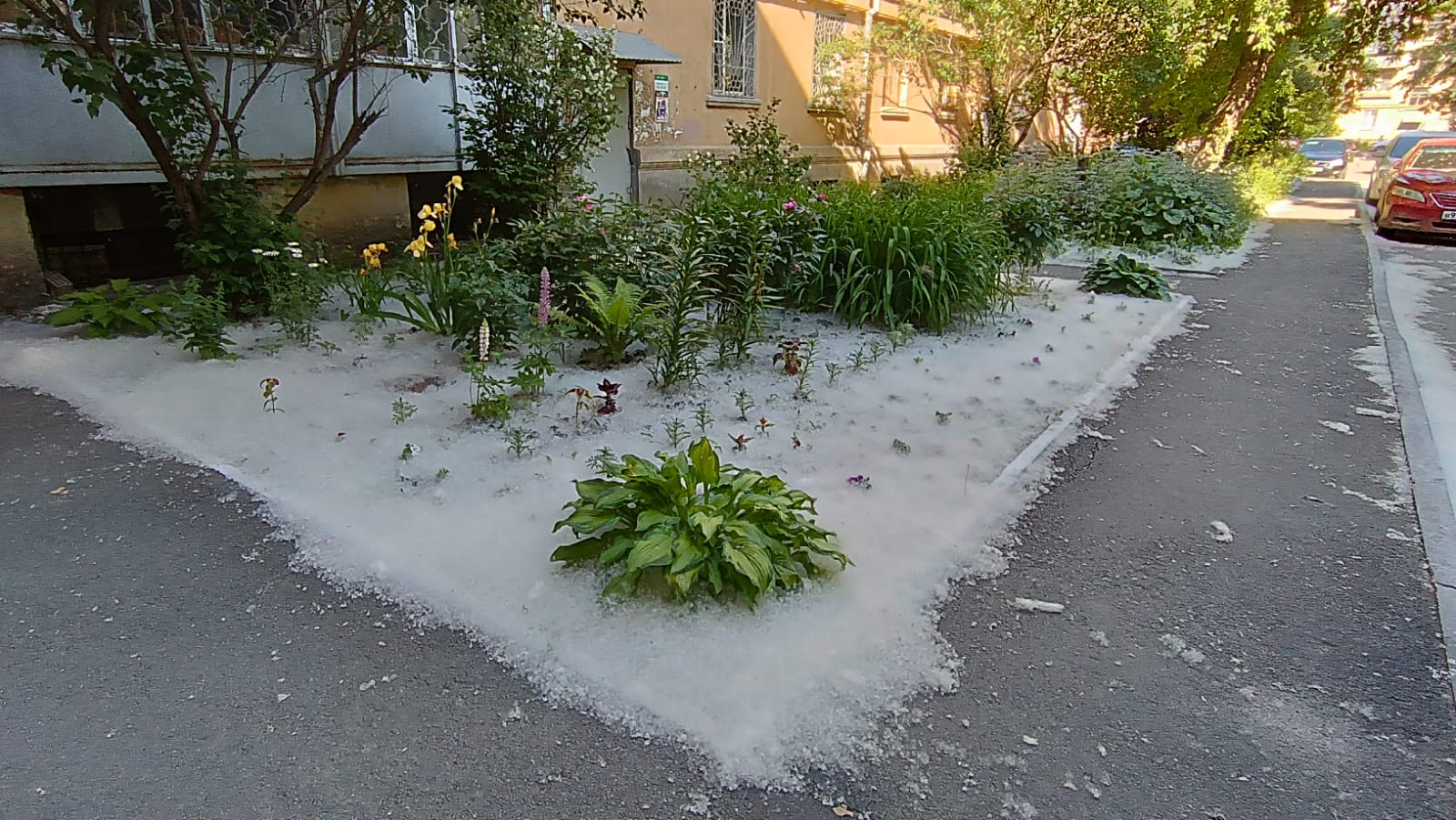 Летний снег  20240611