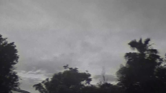 capybara. a kong film. смотреть онлайн