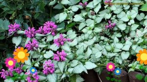 Яснотка крапчатая Бекон Сильвер. Краткий обзор, описание lamium maculatum Beacon Silver
