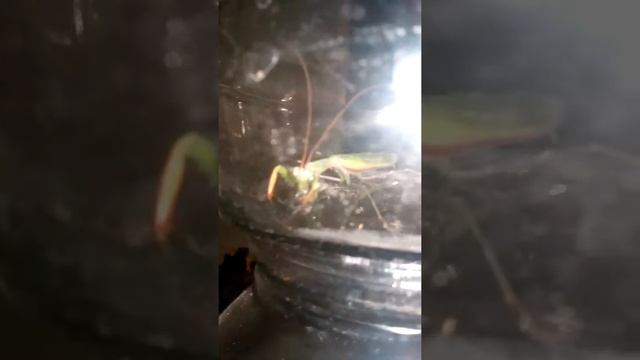 Украинский богомол ест муху смотреть онлайн