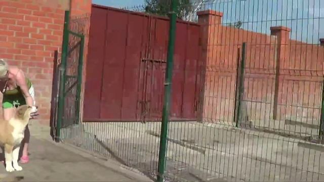 Щенки волкодавов, алабай - САО, кавказская овчарка www.r-risk.ru +7926 2205603 Татьяна Ягодкина смотреть онлайн