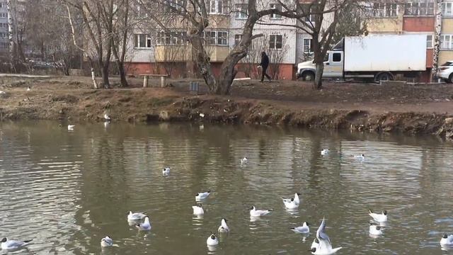 Чайки на Люльченке! Люльченка Речка в Юго - Западном районе города Кирова. смотреть онлайн