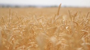 Поле пшеницы