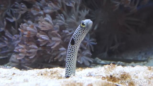 Garden Eel (Heteroconger Hassi)