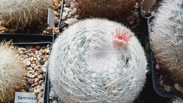 Маммилярия,стромбокактус,синтия цветут.Старый красивый кактус.Выношу эпифиллумы в сад.Kakteen. смотреть онлайн