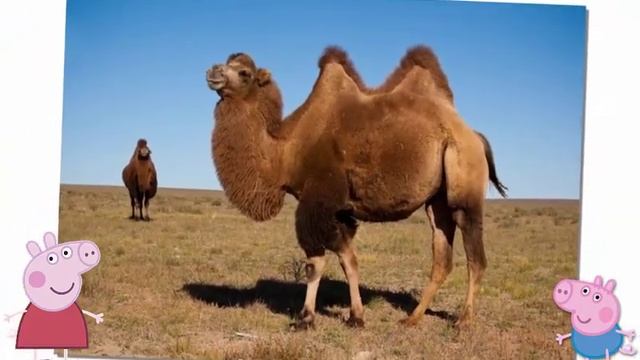 изучаем буквы АБВГД смотреть онлайн