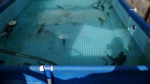 УЗВ для клариевого сома в теплице без барабанника