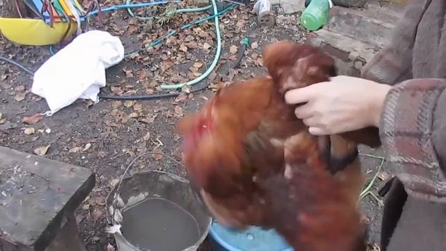 Как быстро ощипать петуха,курицу. смотреть онлайн