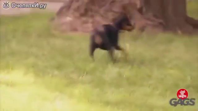 Смешные собакены смотреть онлайн