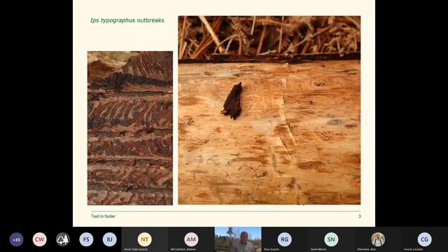 Tree health focus - conifers and Ips typographus смотреть онлайн