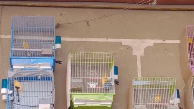 Успокаивающее пение канареек. Канарейки. смотреть онлайн