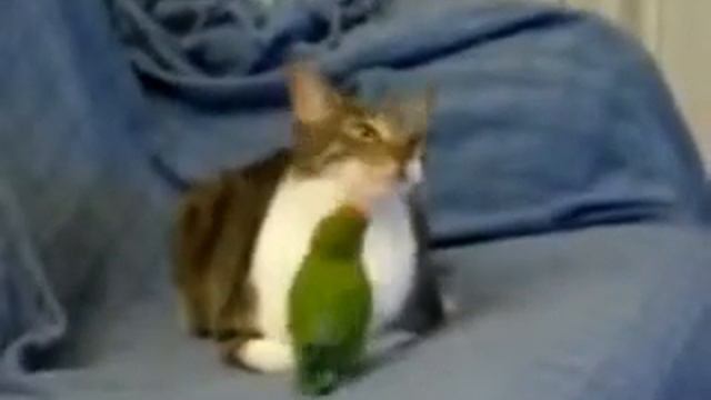 попугай дразнит кота,и дёргает его за усы