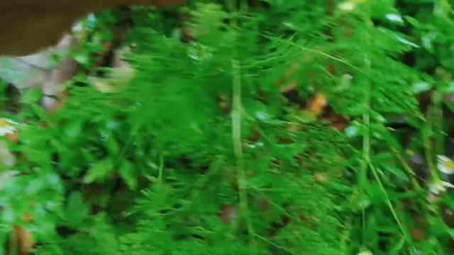 Carrot Fern (Onychium Japonicum)