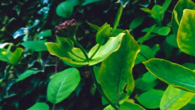 Spring Garden - Sony HDR-CX280E - Cinematic Video Test смотреть онлайн