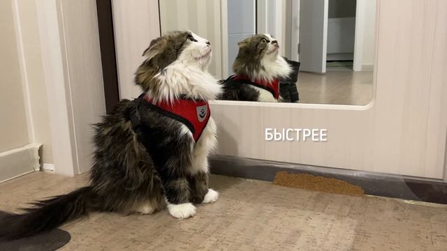 Красота спасет мир. Или как Кузяка собирается на прогулку смотреть онлайн