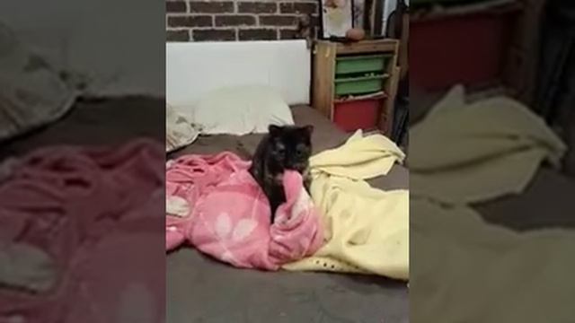 Кошка жует плед смотреть онлайн