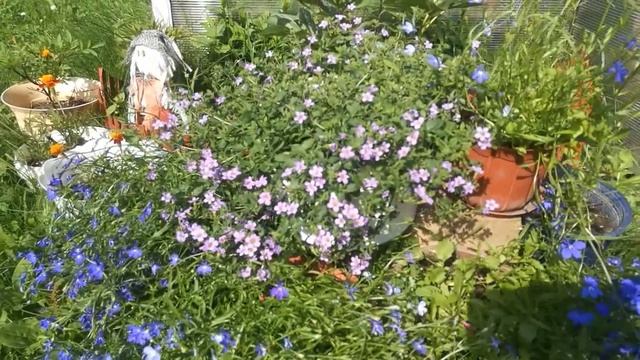 БАКОПА. ОБЗОР ЦВЕТУЩЕГО РАСТЕНИЯ. смотреть онлайн