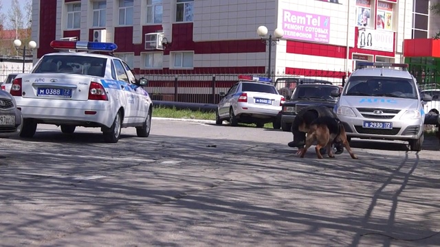 Овчарка задерживает террориста_показательные выступления кинологов смотреть онлайн