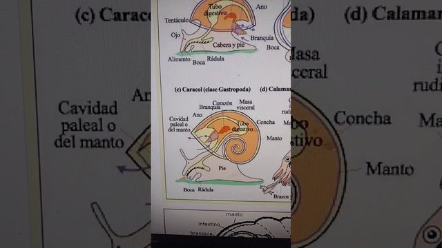 Así se mira Gary el caracol por dentro #ciencia #bobesponja #animales смотреть онлайн