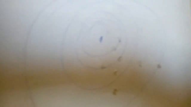 Тир дома смотреть онлайн